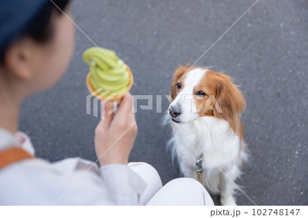 飼主さんが食べるソフトクリームを見つめる犬 飼主さんが食べるソフトクリームを見つめる犬 102748147