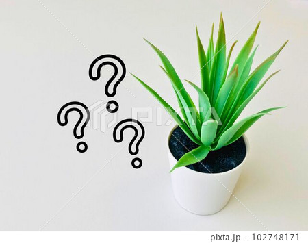 観葉植物とはてなマーク 102748171