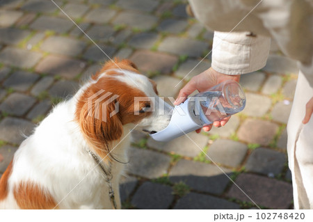 ウォーターボトルから美味しそうにお水を飲む中型犬 102748420