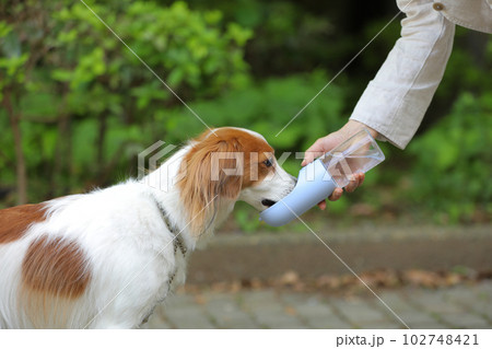ウォーターボトルから美味しそうにお水を飲む中型犬 102748421