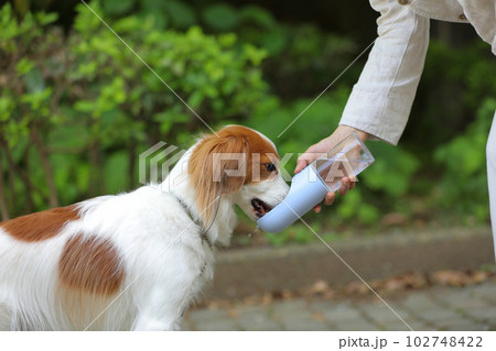 ウォーターボトルから美味しそうにお水を飲む中型犬 102748422