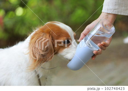 ウォーターボトルから美味しそうにお水を飲む中型犬 102748423