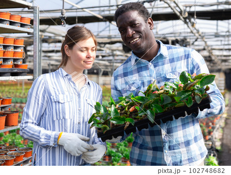 Woman and man greenhouse workers arranging begonia plants 102748682