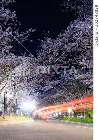 ライトアップされた大村公園横の道路と桜並木　長崎県大村市 102748829