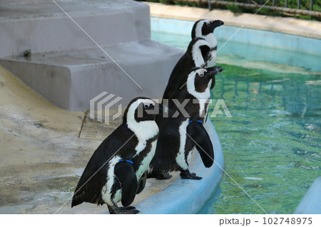 黒と白の縞模様が特徴的なケープペンギン 102748975