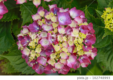 紫陽花 アジサイ あじさい 102748993