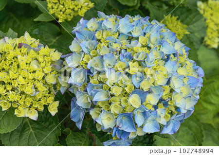 紫陽花 アジサイ あじさい 102748994