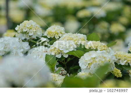 紫陽花 アジサイ あじさい 102748997