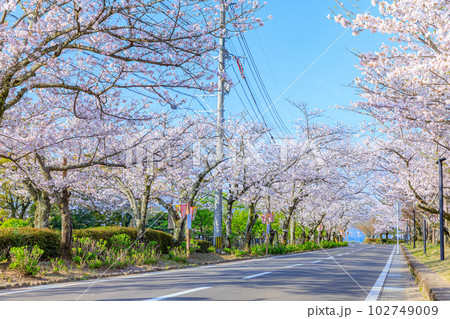 大村公園横の道路と桜並木 長崎県大村市 大村公園横の道路と桜並木 長崎県大村市 102749009