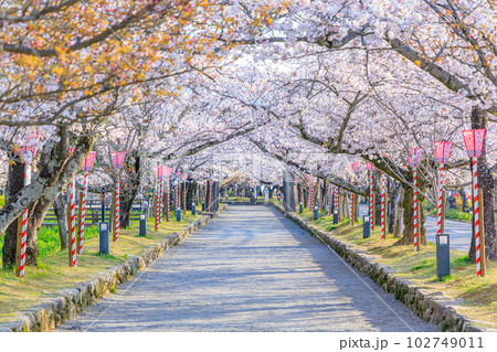 春の大村公園　長崎県大村市 102749011