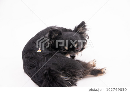 温灸をする犬 102749050