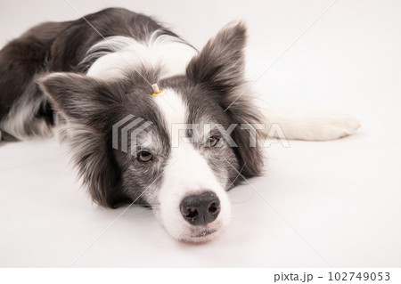 温灸をする犬 102749053