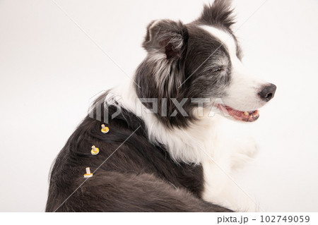 温灸をする犬 温灸をする犬 102749059
