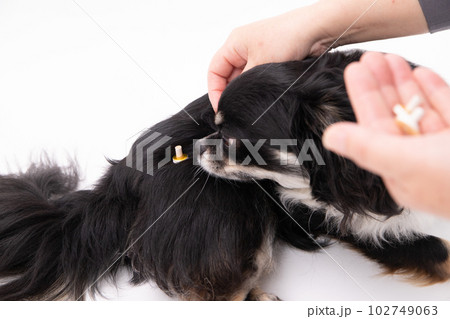 温灸をする犬 102749063