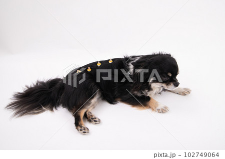 温灸をする犬 温灸をする犬 102749064