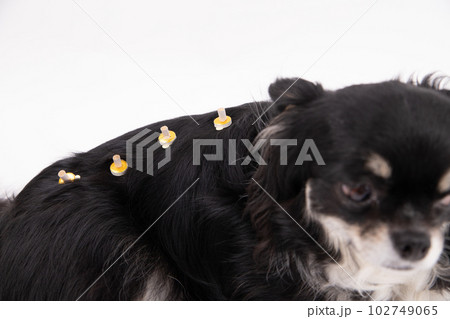 温灸をする犬 温灸をする犬 102749065