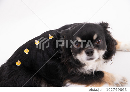 温灸をする犬 温灸をする犬 102749068