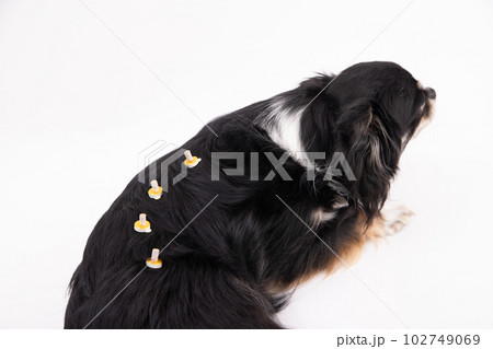 温灸をする犬 温灸をする犬 102749069