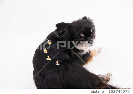 温灸をする犬 温灸をする犬 102749070