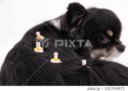 温灸をする犬 102749072