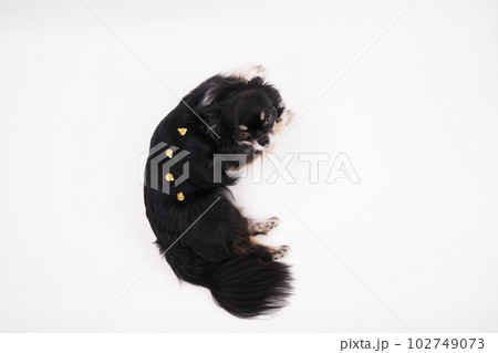 温灸をする犬 温灸をする犬 102749073