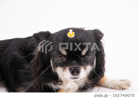 温灸をする犬 温灸をする犬 102749078