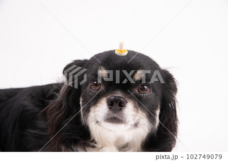 温灸をする犬 温灸をする犬 102749079