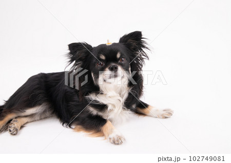 温灸をする犬 温灸をする犬 102749081
