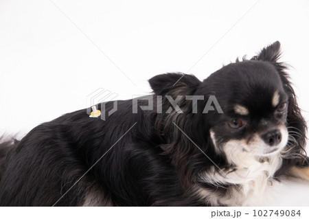 温灸をする犬 温灸をする犬 102749084