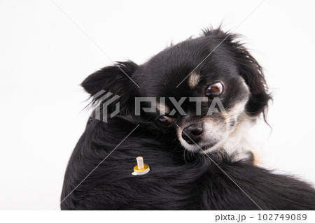 温灸をする犬 温灸をする犬 102749089