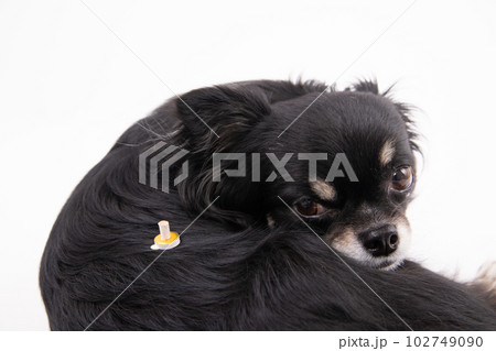 温灸をする犬 温灸をする犬 102749090