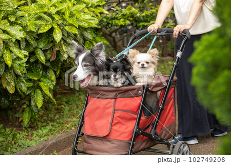 ドッグカートで近所をお散歩する女性と犬達 ドッグカートで近所をお散歩する女性と犬達 102749208