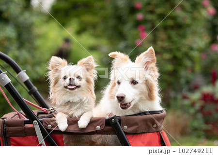 ドッグカートで近所をお散歩する女性と犬達 102749211