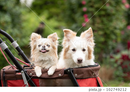 ドッグカートで近所をお散歩する女性と犬達 102749212