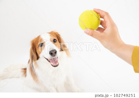 テニスボールが大好きな中型犬コーイケルホンディエ 102749251
