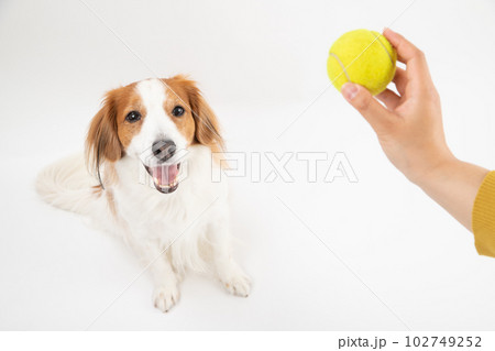 テニスボールが大好きな中型犬コーイケルホンディエ 102749252