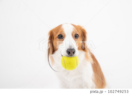 テニスボールが大好きな中型犬コーイケルホンディエ 102749253