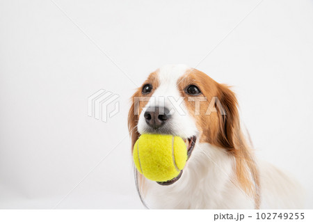 テニスボールが大好きな中型犬コーイケルホンディエ 102749255