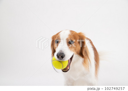 テニスボールが大好きな中型犬コーイケルホンディエ 102749257