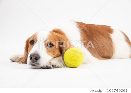 テニスボールが大好きな中型犬コーイケルホンディエ 102749261