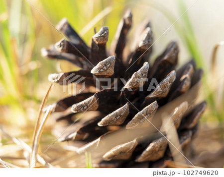 地面に落ちた松かさ 102749620