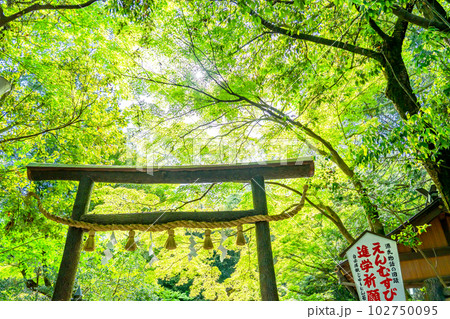 京都　嵯峨野にある野宮神社の黒木鳥居と新緑 102750095
