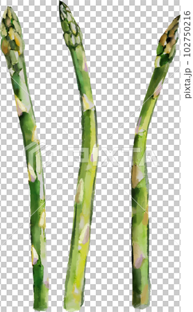 Asparagus watercolor style vector illustration set Asparagus watercolor style vector illustration set 102750216
