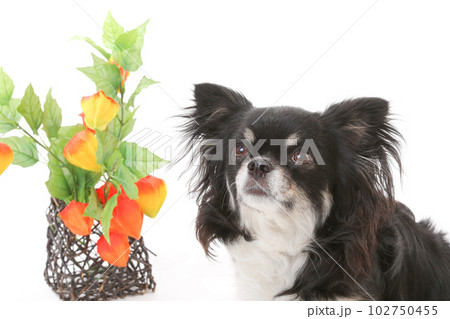 鬼灯とチワワ犬 102750455