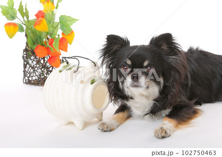 鬼灯とチワワ犬 102750463