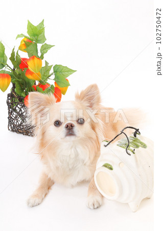 鬼灯とチワワ犬 102750472