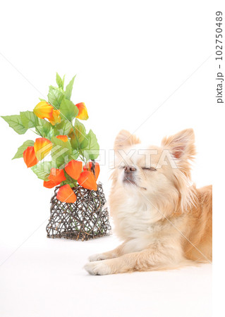 鬼灯とチワワ犬 102750489