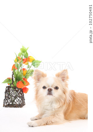 鬼灯とチワワ犬 102750491