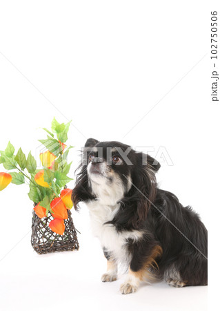 鬼灯とチワワ犬 102750506
