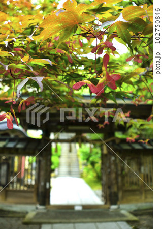 モミジの種とお寺の門 102750846